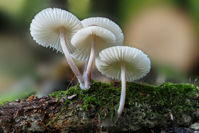 倾斜移位镜头中的白色蘑菇